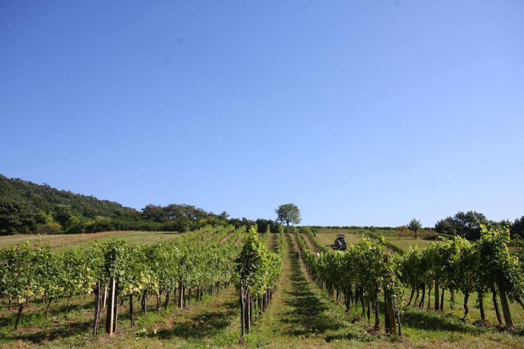 Winzerzimmer - Weingut Tinhof Айзенштадт Екстер'єр фото